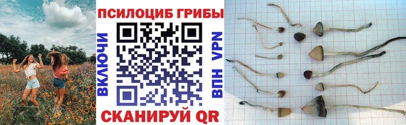 хочу   Тимашёвск  Галлюциногенные грибы прущие грибы 